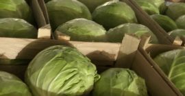 Предлагаме бяло зеле, опаковано в картонени кутии от 900