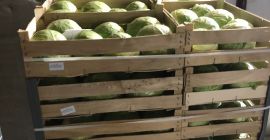 Offriamo cavolo bianco confezionato in cartoni da 900 kg.