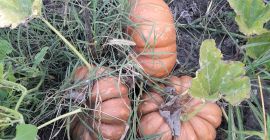 Pumpkins for sale: pies and turkeys, organic product without