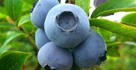 BUY INDUSTRIAL FRUITS FRESH BLUEBERRY, PRICE - CENY ROLNICZE, Agro-Market24