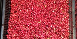 Wir verkaufen Cranberrys in Top-Zustand!