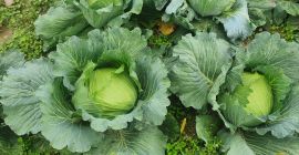 I will sell a beautiful cabbage 50 pieces