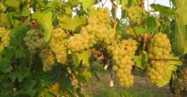 Trauben für Rieslingwein, Anbaugebiet DRAGASANI, Kreis Valcea