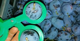 Продавам унгарски, унгарски за Дъбровица