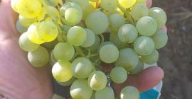 Ceasla and Feteasca wine grapes, white and black; Com