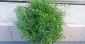 SELL FRESH HERBS  HERBS DILL, PRICE - AGRICULTURAL ADVERTISEMENTS, Agro-Market24