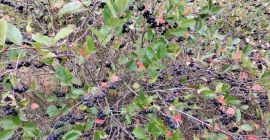 I chokeberry vengono consegnati freschi. Vengono raccolti poco prima