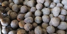 На продају имам црвену цвеклу, сорта Монти. Калибар углавном