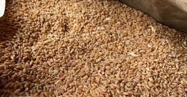 I am selling wheat, top quality, 100% natural. Own
