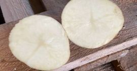 Vendiamo patate alimentari all&#39;ingrosso. L&#39;assortimento comprende diverse varietà: Evora,