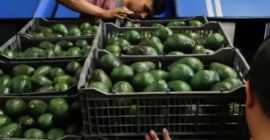 Avocado from Mexico for sell