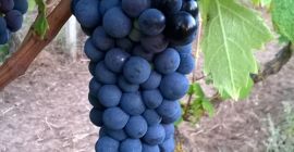I sell primitivo and sangiovese wine grapes, Gioia del