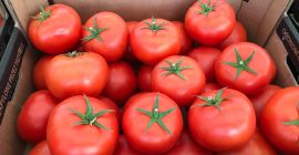 здравейте продавам червен домат цена по договаряне моля звънете