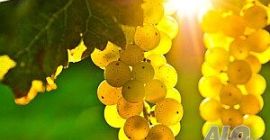 Vand struguri - soiuri de vin - Muscat Otonel,
