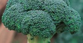 SELL FRESH VEGETABLES FRESH BROCCOLI, PRICE - AGRICULTURAL EXCHANGE, Agro-Market24
