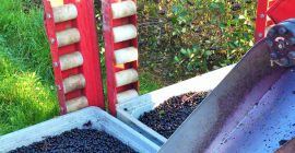 Aronia zu verkaufen, maschinelle Ernte. Die Menge beträgt etwa