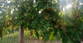 Van struguri pentru vin, feteasca regala, din zona renumita