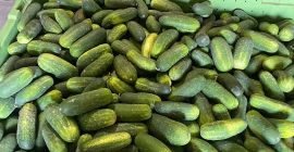 I will sell salad cucumbers, sonata variety, I have