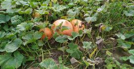 На продају имам огромне На продају имам огромне бундеве, савршене за разне врсте