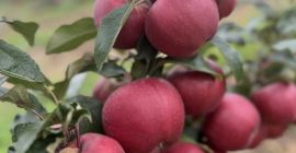 Продам яблоко качественное, в цвете, в размере, без парши,