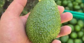 Hi.  We are a company with our own avocado production in Tanzania.  We have all sizes from 14 to 28. Packing is 4kg in cardboard boxes or 10kg in crates.  For more information I am waiting for you in private at the phone number +31648196821