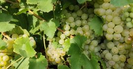 Vând struguri de vin soiurile Feteasca regala și alba.