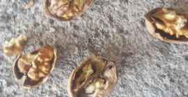 Hi I sell first quality peeled walnuts and abaino