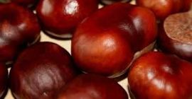 BUY FRESH FRUITS FRESH CHESTNUTS, PRICE - CENY ROLNICZE, Agro-Market24