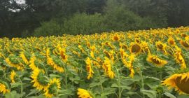 Please contact us for sunflower seeds from the Polish