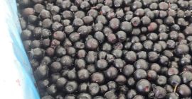 E-cleaning wild blueberries (forest blueberry) HACCP There are also