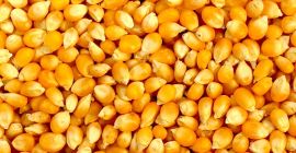 Porumb galben disponibil zilnic pentru cumpărare la tarife negociabile,