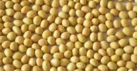 Very clean soy beans, well dried and ready for