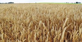 I will sell a very good quality hybrid rye,