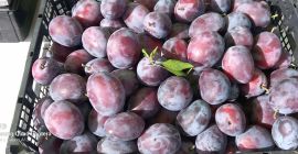 Welcome, we are selling plums of the Amers Wizjon