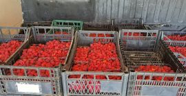 Продајем органску малину, без третмана, без ђубрива узгајане у