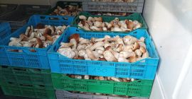 Salve, offro funghi di bosco in vendita. Posso offrirti