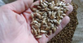 BIOZAUBER MIT ZERTIFIKAT IN DER SCHALE, REINIGUNG NACH PETCUSES,