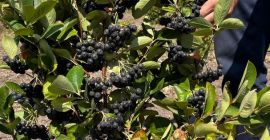 We have around 100 decares of Viking aronia -