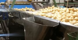 Ich werde Gala-Kartoffeln von 35-65 mm kaufen. In Tir-Mengen