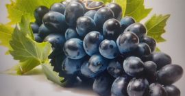 Продаваме десертно грозде сорт МОЛДОВА. Количество 100 тона. Условия