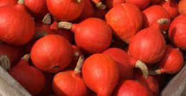 I will sell Hokkaido pumpkins from my own plantation.