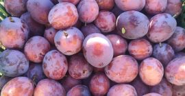 Hello, I have larger quantities of plums for sale.