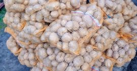 VINETA potatoes nice caliber WITHOUT DISEASES AND RUST FROM