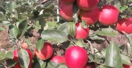 I will sell apples, gala must. I also have