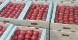 Продајем свеж парадајз малине из Белорусије. Само ТИР количине.