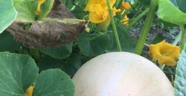 Vendo zucche giganti, senza fertilizzanti, è perfetta per vari