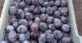 I will sell a nice plum, not cracked, about
