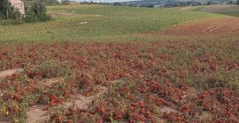Pomodoro dalla mietitrebbia qualsiasi quantità