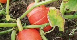 I will sell Hokkaido pumpkins, a large number of