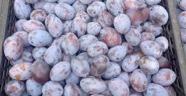 I will sell a Hungarian plum. Torn by hand.